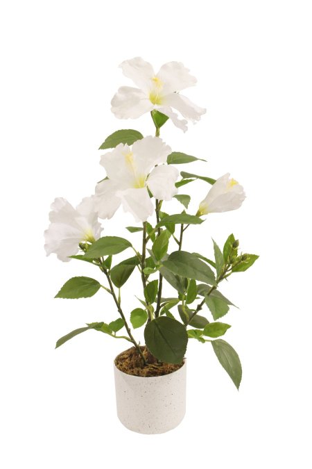 شجرة A3-5